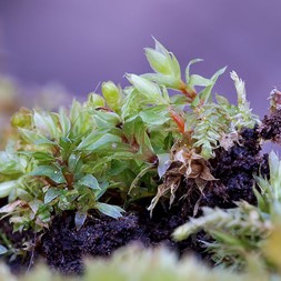 Gemmabryum caespiticium (handbell moss)